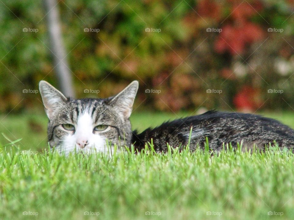 Cat sitting in grass