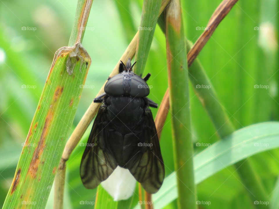 Horsefly on a blade of grass