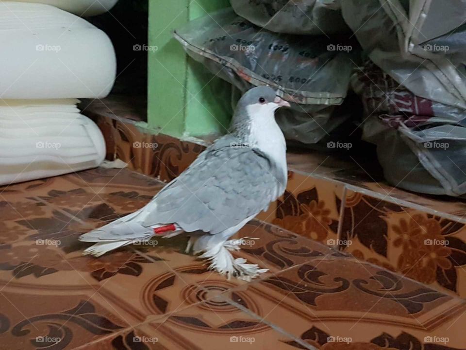 It’s a very nice pigeon