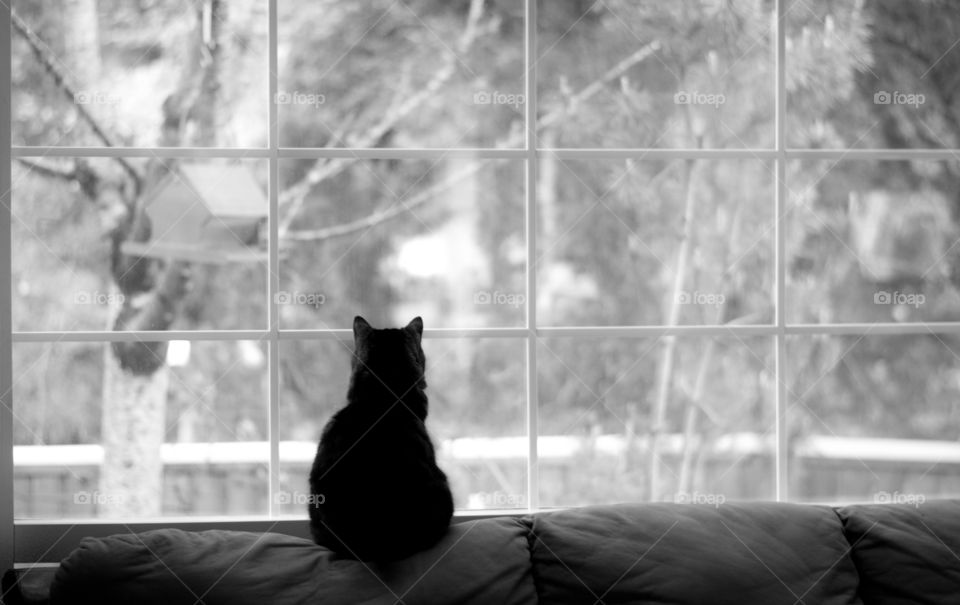 Watching for birds. Silhouette of a cat looking out of the window watching for birds at the bird feeder hanging from the tree.