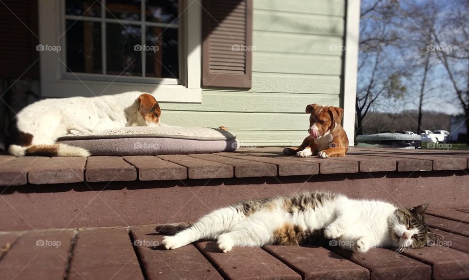 A puppy and old dog and a cat sitting on the porch of a farm house in the sun being friends and getting along