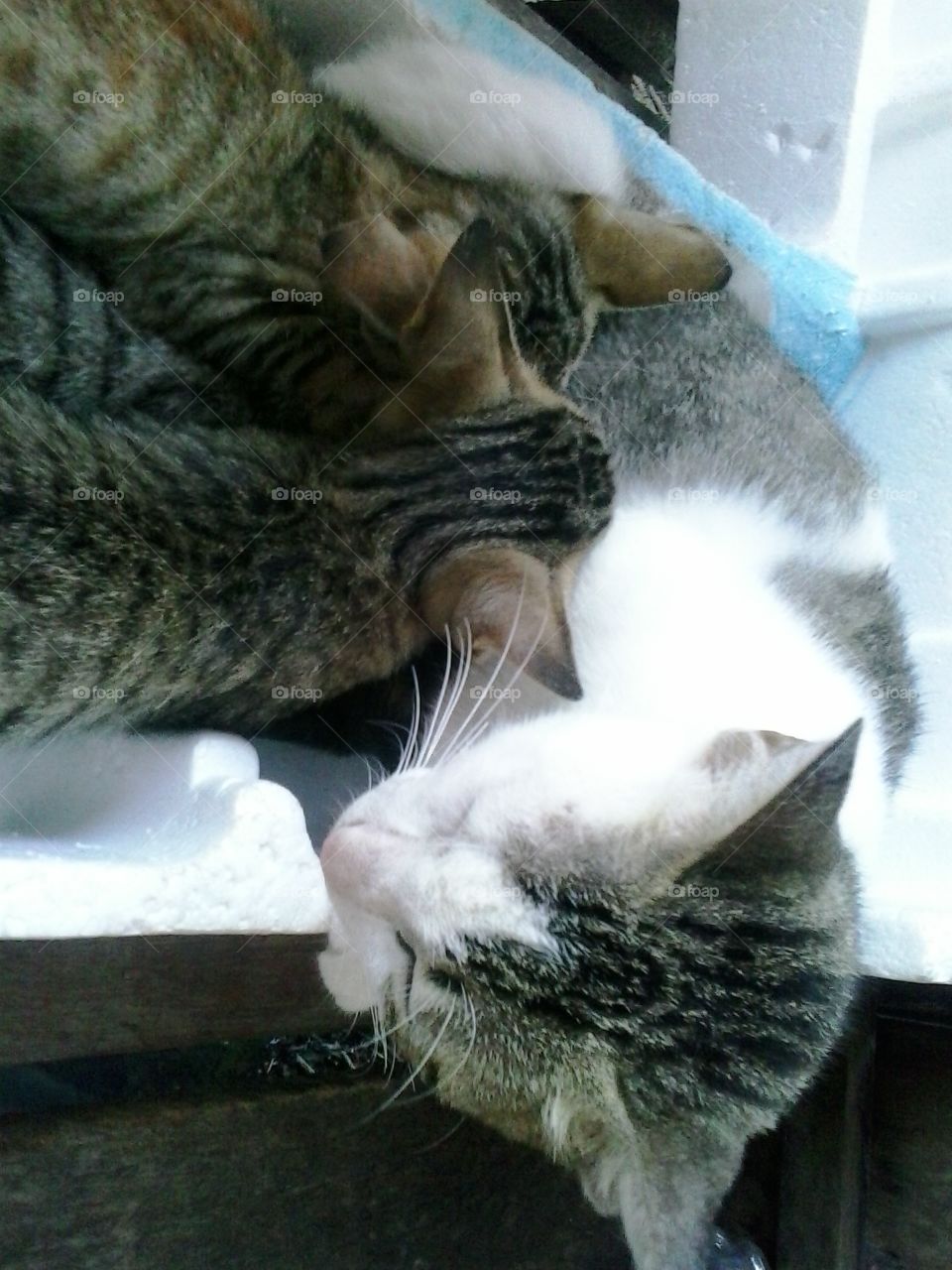 gatinhos mamando