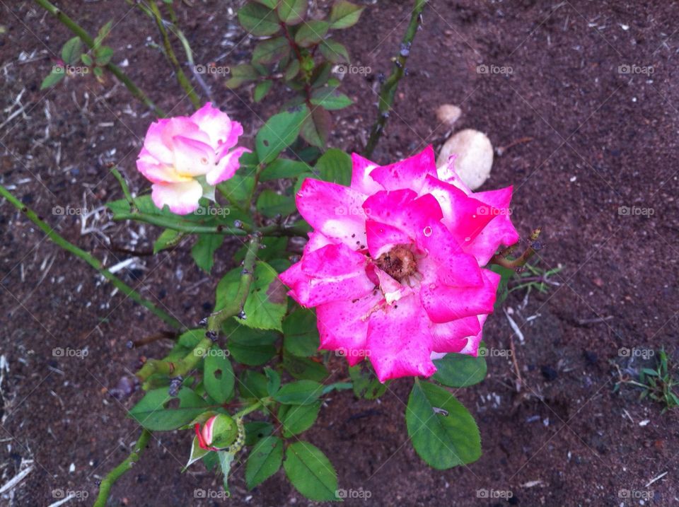 🌹 🇺🇸 Very beautiful flowers to brighten our day.  Live nature and its beauty. Did you like the delicate petals? / 🇧🇷 Flores muito bonitas para alegrar nosso dia. Viva a natureza e sua beleza. Gostaram das pétalas delicadas? 