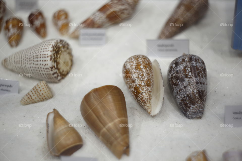 various species of the Conus family of sea snail, a marine gastropod mollusk in the family Conidae, the cone snails and their allies. 
These snails are predatory and venomous. 