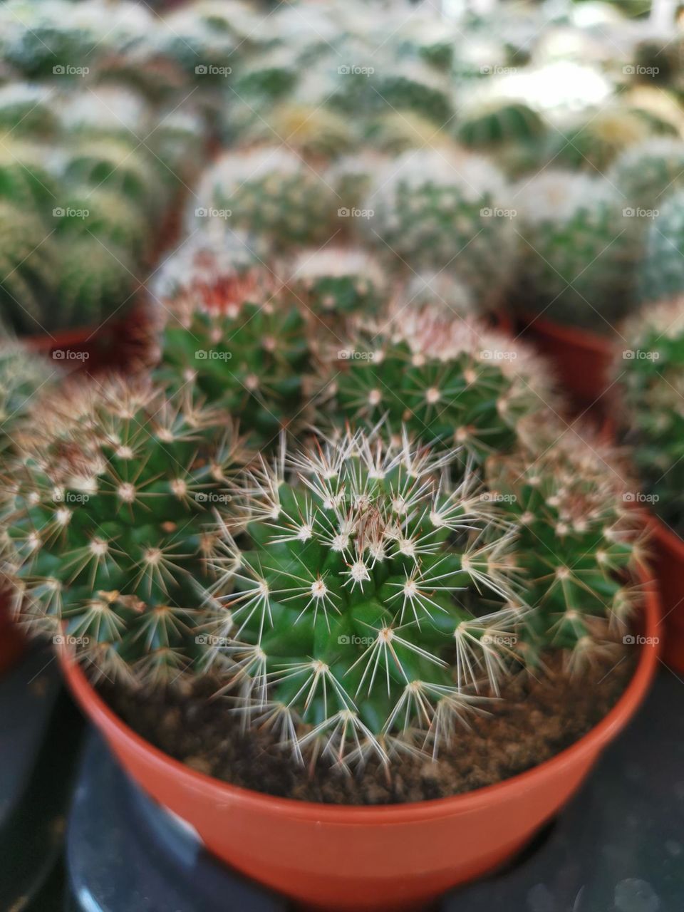A large number of cacti in the store. Green plants portrait. Cactus.