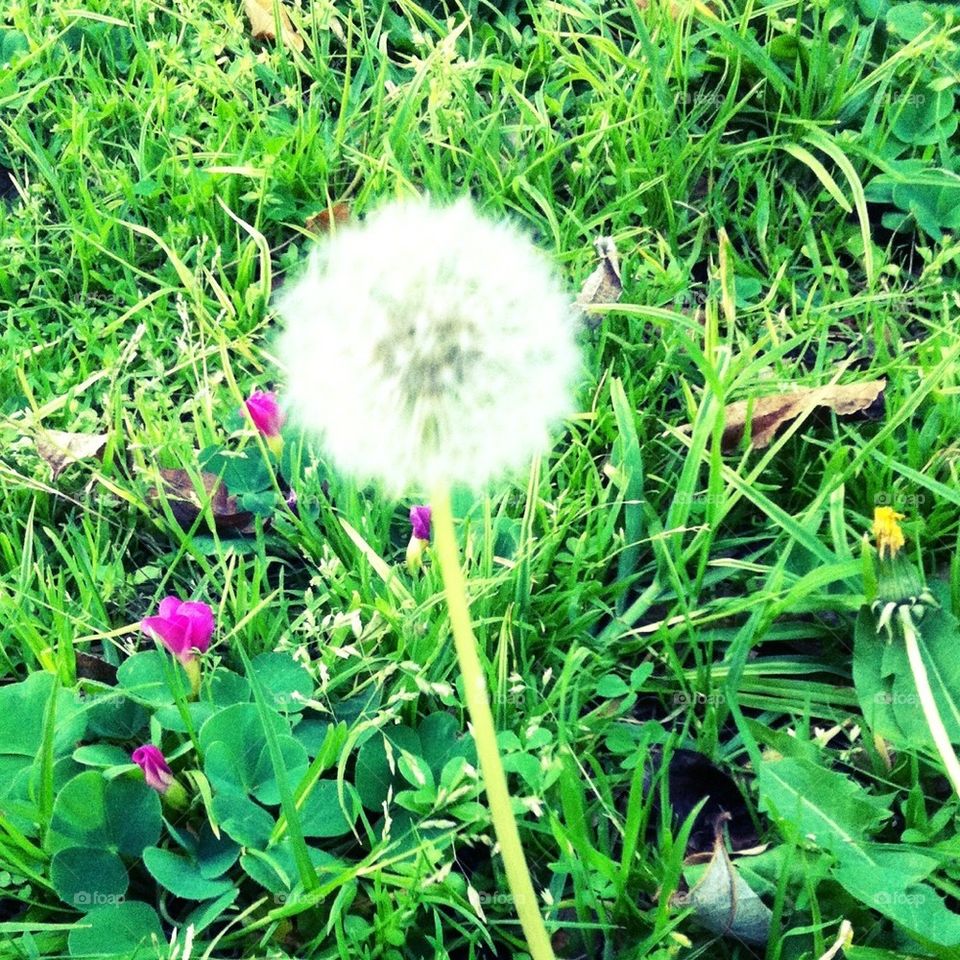 A dandelion flower found in the garden of a suburban house, signalling