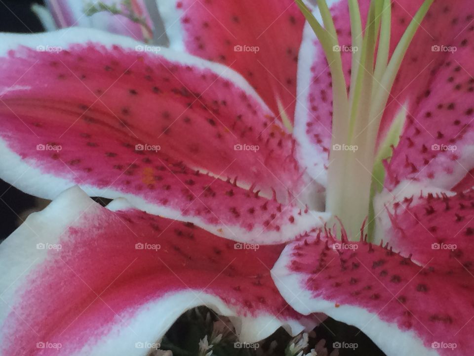 Bright pink flower close up with piston 