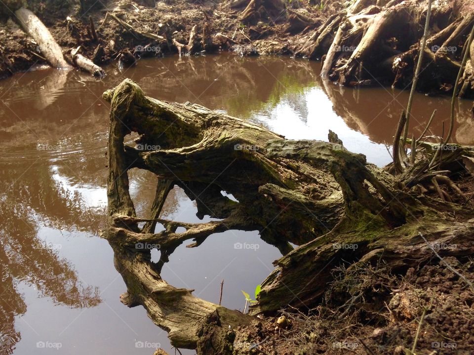 the art of tree line and shadow in the water
