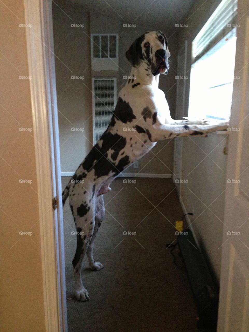 Tallest Great Dane in California 