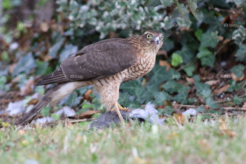 Female Eurasian sparrow hawk with pigeon kill accipiter nisus hawk northern sparrowhawk