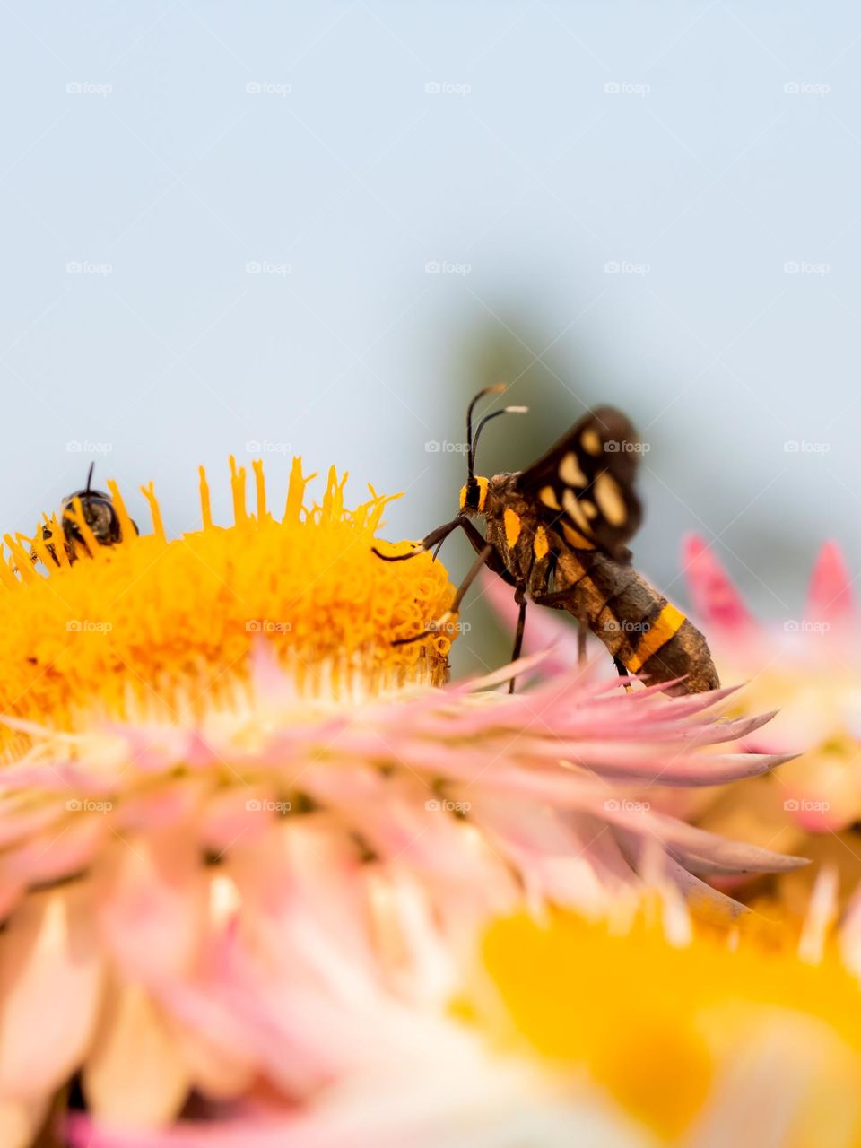 Nine-spotted moth