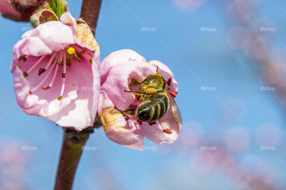 A bee pollinates a peach flower.