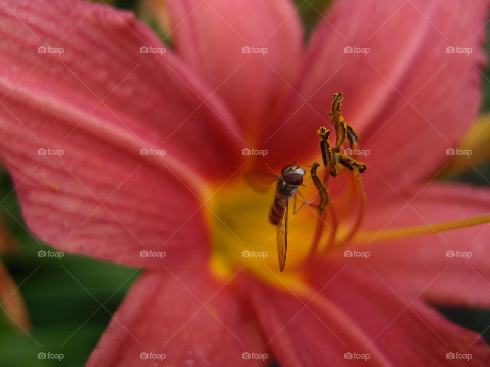 A small and detailed insect pollinating a pinkish red flower with yellow veins and broad leaves on a summer day. 