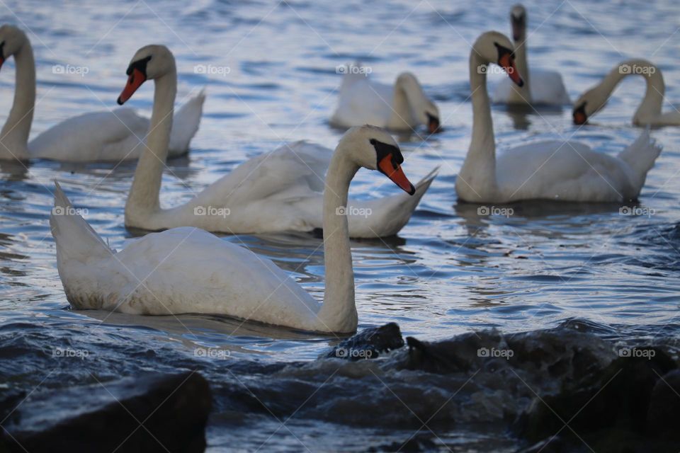 Flock of swans