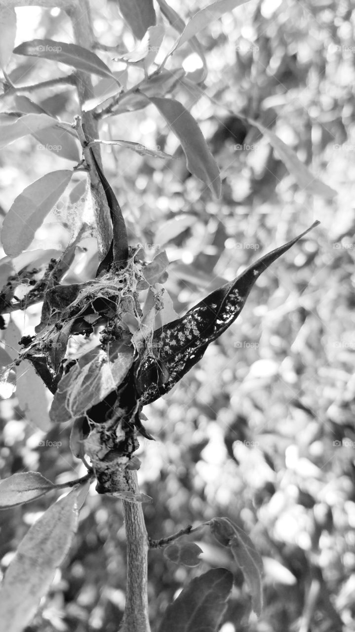 vlack and white dried leaf  with other leaves.