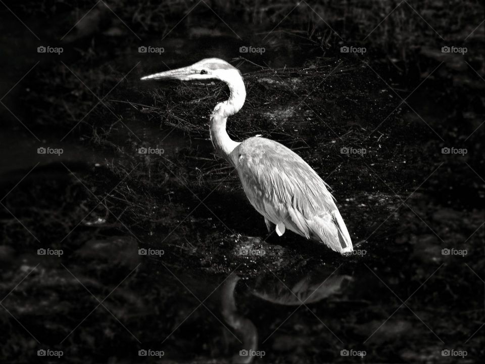 Egret 
