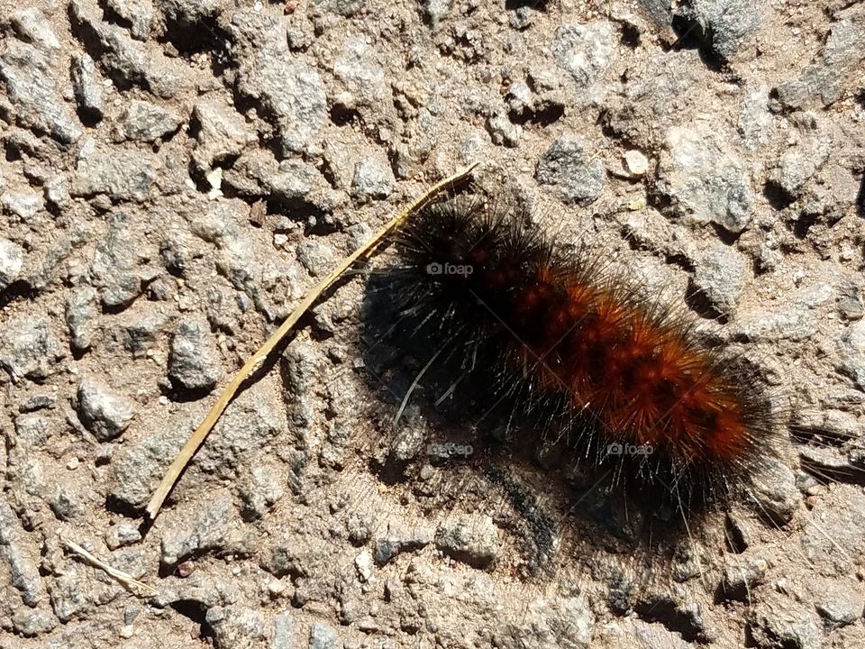 Caterpillar run