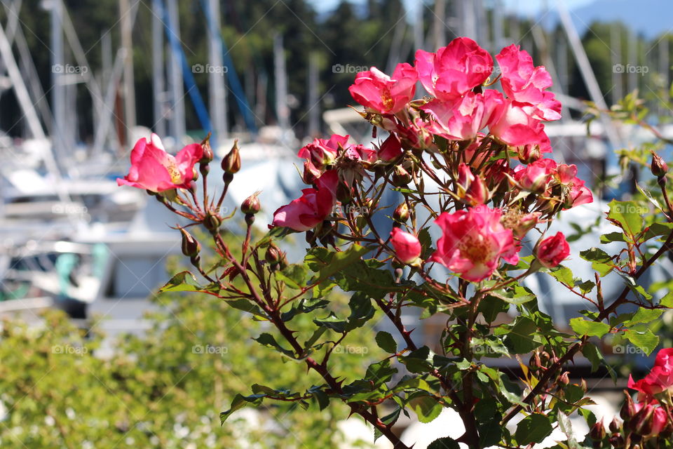 Pink flowers, boats, outdoors, nature, Vancouver, blue skies, summer, Canada, BC