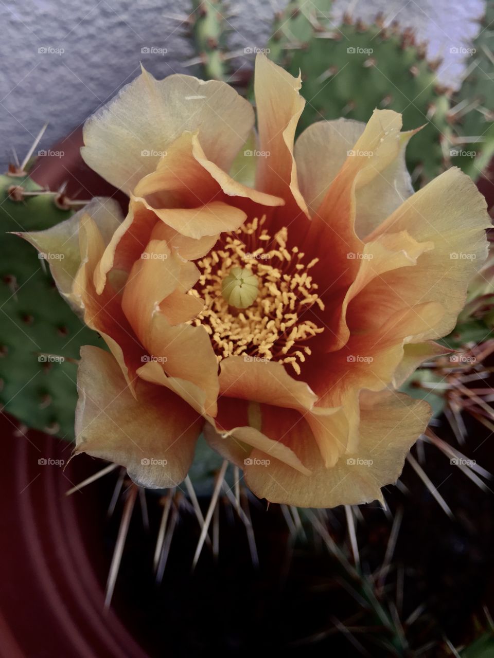 Cactus flower bloomed 
