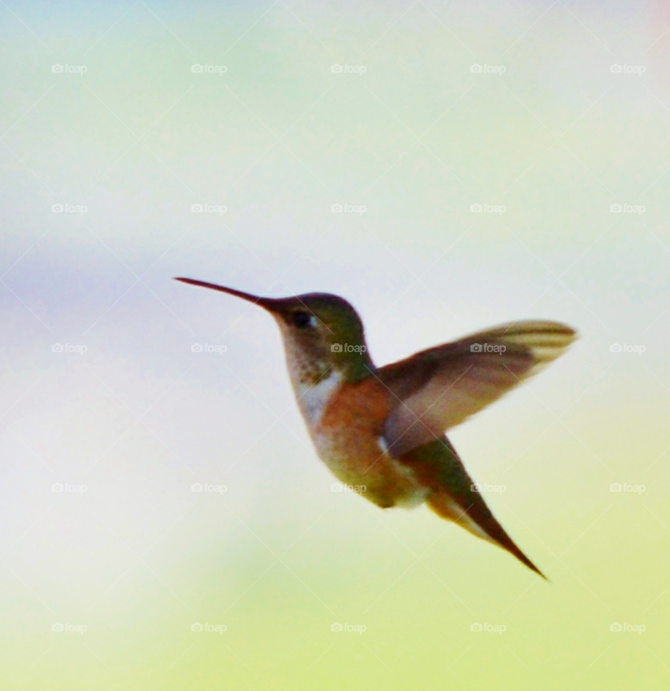 In Flight Hummingbird