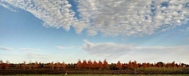 Large Sky