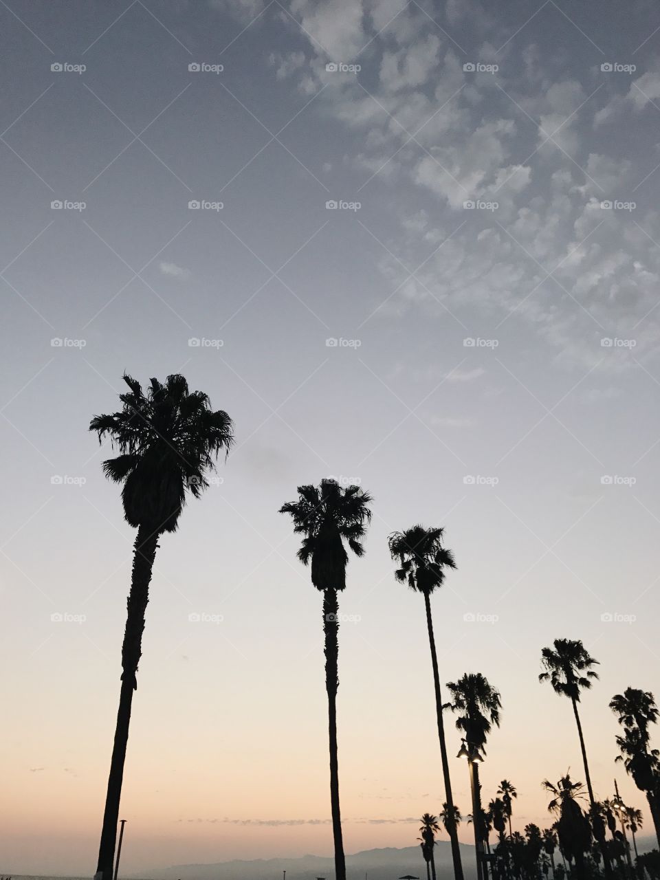 Palms in California. 