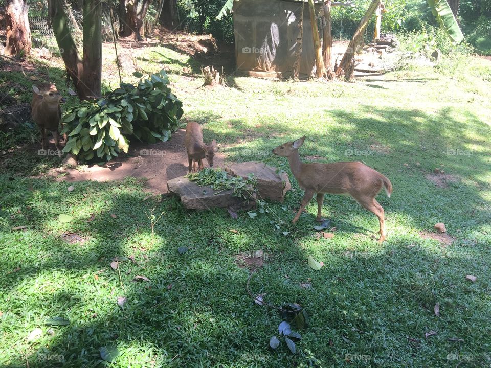 Very nice please in Sri Lankan animals he