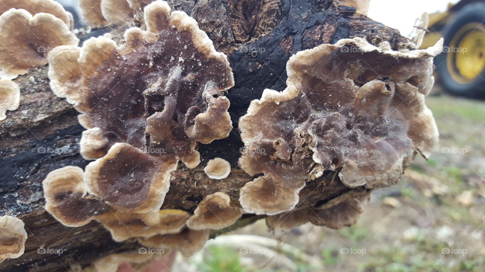 weird fungus