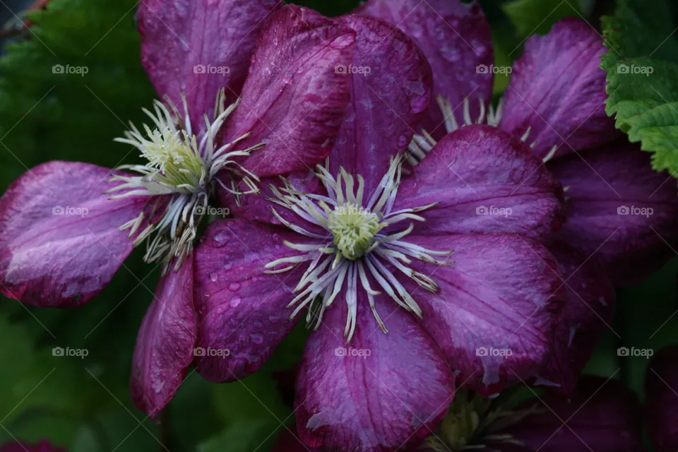 Wet flower
