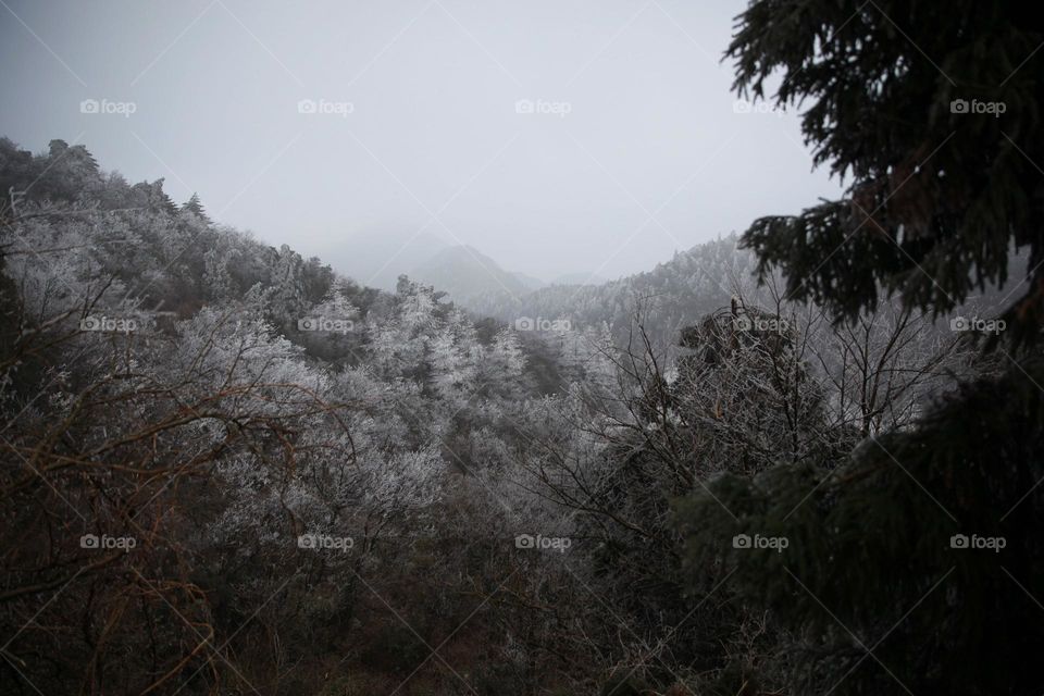 hills with snow and red tree