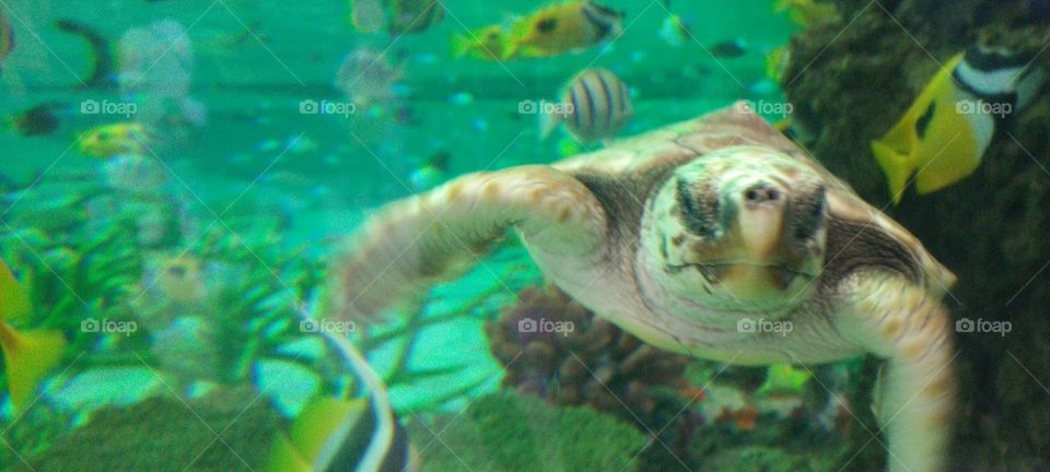 Turtle from Kamogawa Sea World in Japan