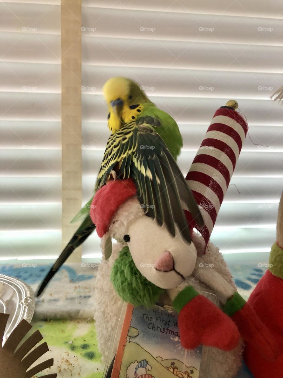 Pretty birdie Kiwi Loves  the Christmas lamb 