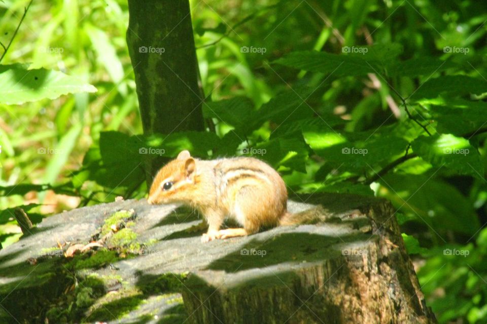 chipmunk at play