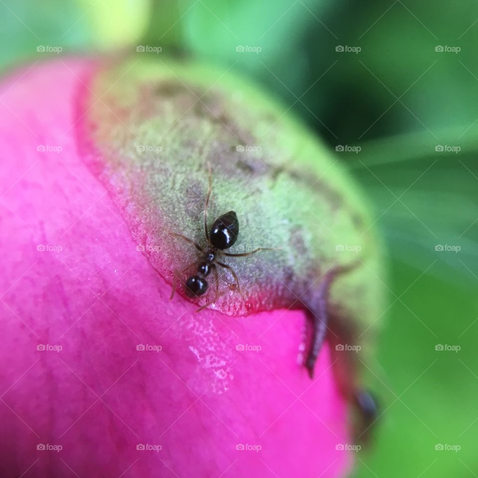 Ant on peony 