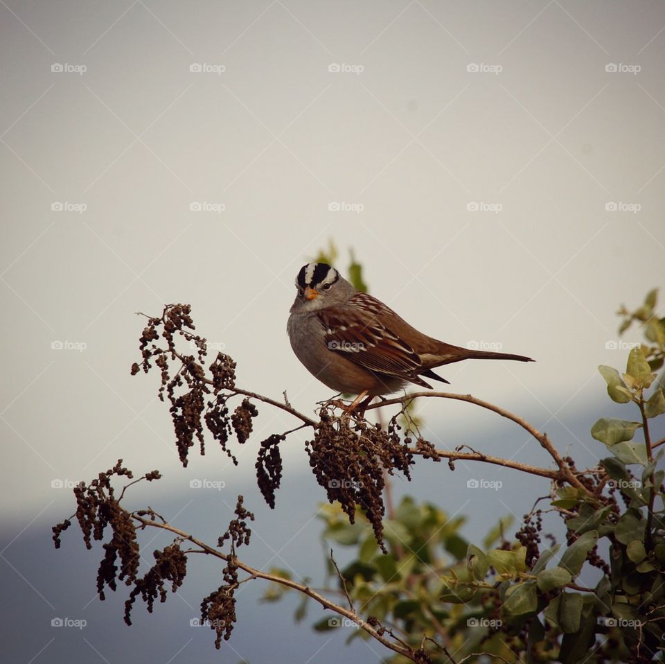 Small crowned sparrow sitting on a dried branch in Alviso.