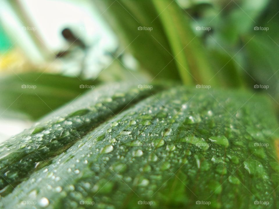 Droplets on a leaf 