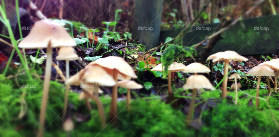 forest woods autumn mushroom by geebee