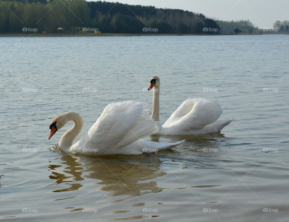 swans couple on a lake spring nature