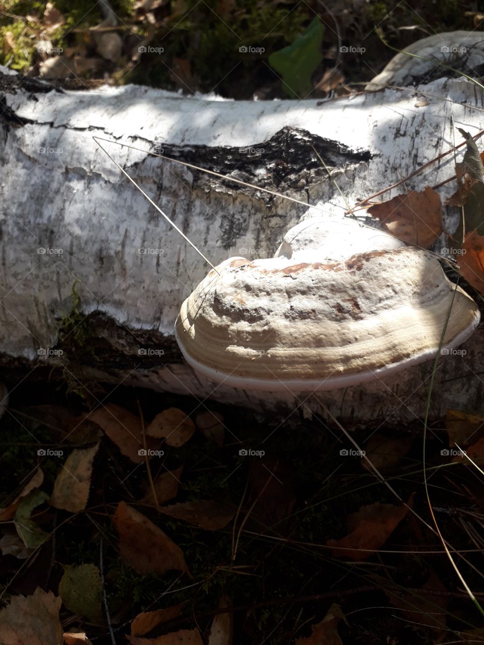 white hub on a fallen birch trunk on the forest