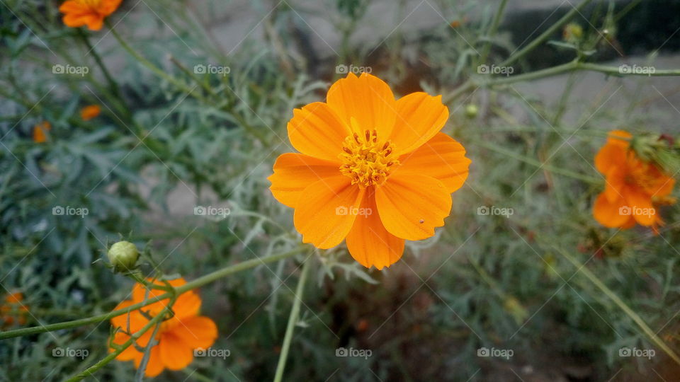 the beautiful blooming red orange flowers in my garden