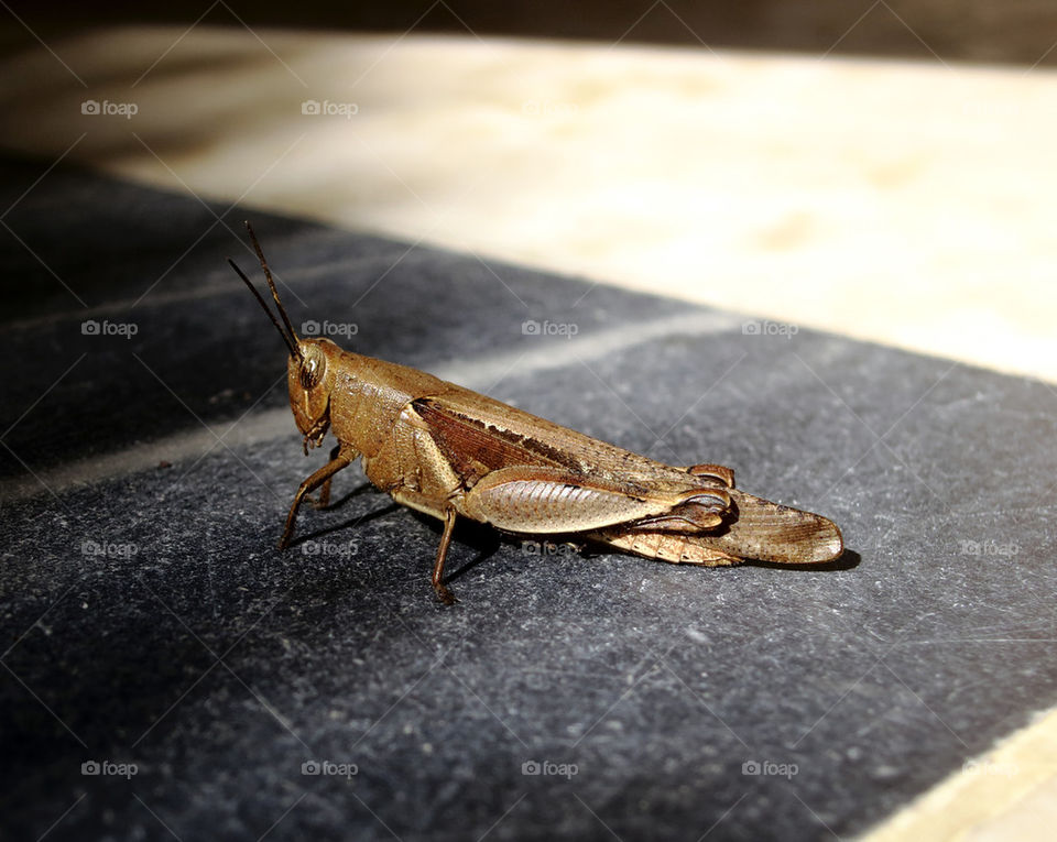 Grasshopper