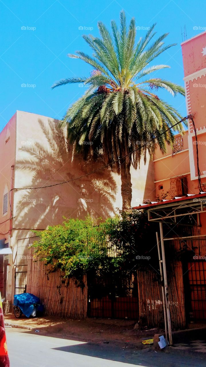 A palm tree growing in a house looking over street..