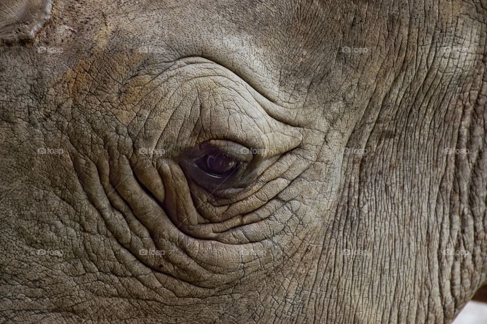 Close up rhino’ s eye
