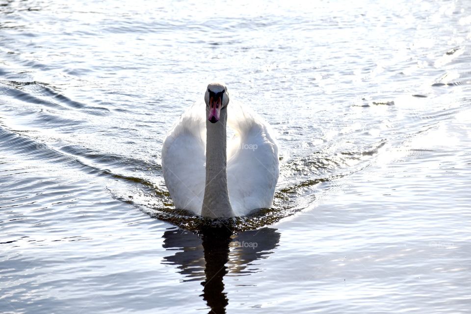 Swans