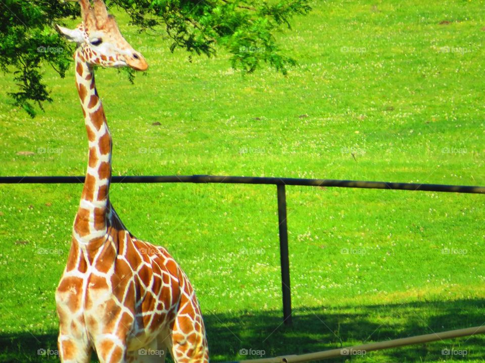 Daydreaming Giraffe 