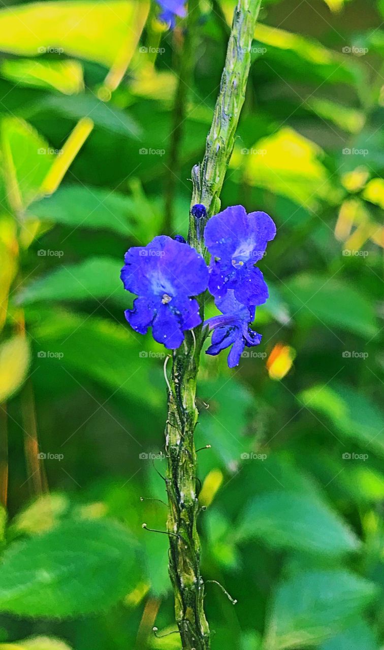 Purple flowers 