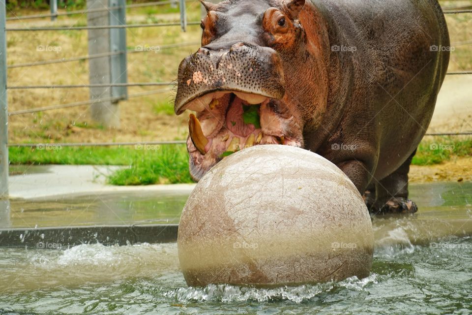 Hippopotamus Playing In Water