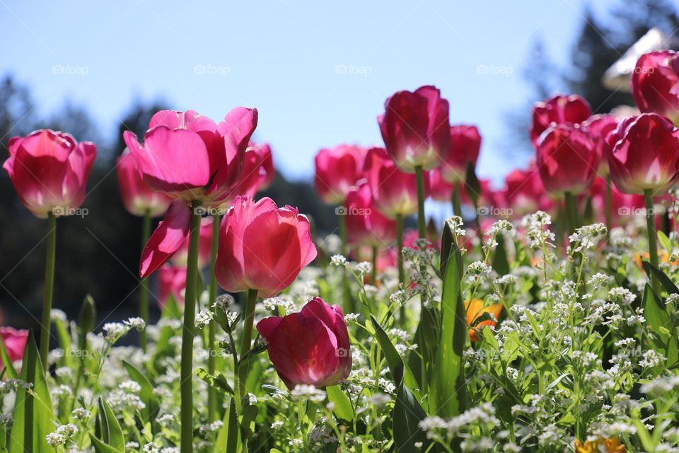 Tulips blooming