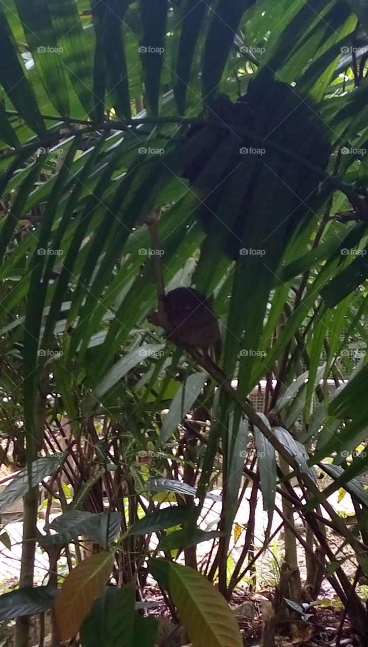 I love this creature