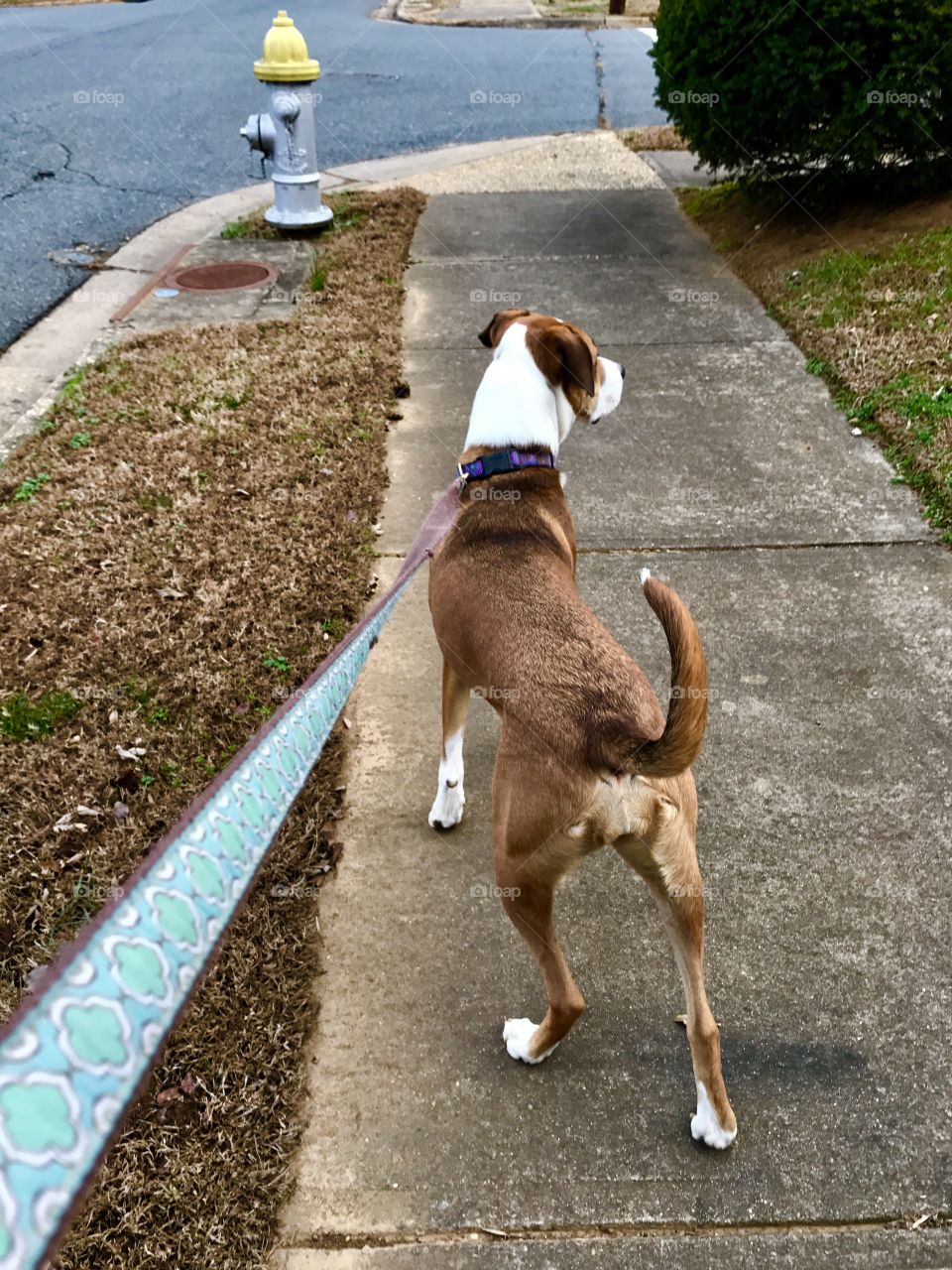 Walking Molly in Fredericksburg, VA